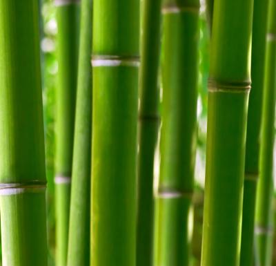 BAMBOO.jpg